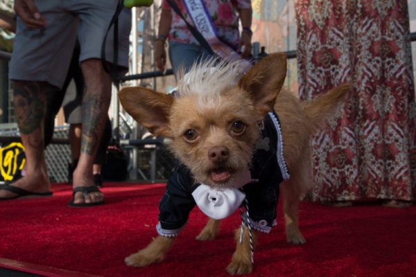 Chihuahua dog in mariachi costume at San Diego Taco Fest experiential marketing event